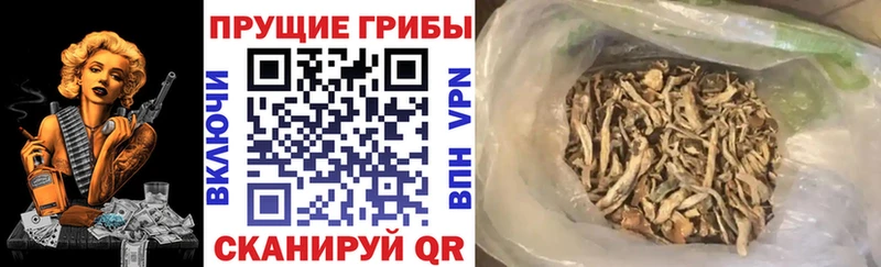 Псилоцибиновые грибы GOLDEN TEACHER  Гатчина 