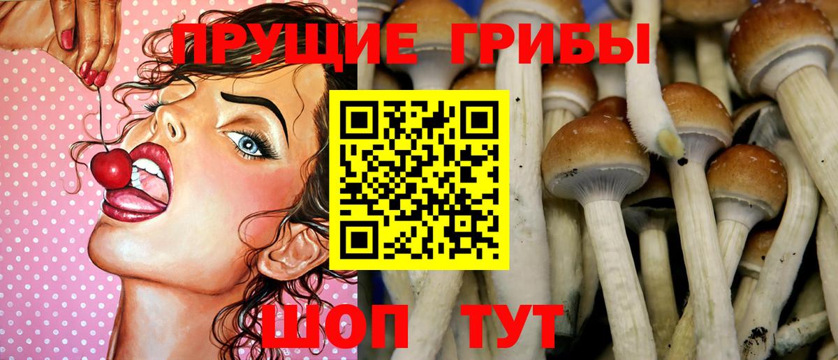 Гатчина  Псилоцибиновые грибы Psilocybine cubensis  Вход с VPN 
